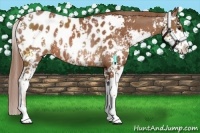 Horse Color:Chestnut Sabino Appaloosa Rabicano 