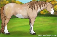 Horse Color:Bay Pearl Sabino 