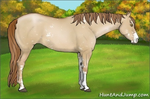Horse Color:Red Dun Pearl Sabino 