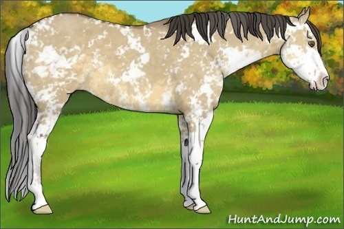 Horse Color:Buckskin Dun Sabino 