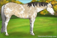 Horse Color:Buckskin Dun Sabino 