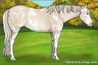 Horse Color:Palomino Pearl Sabino 