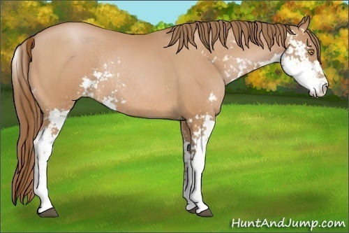 Horse Color:Bay Pearl Sabino Rabicano 