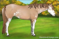 Horse Color:Bay Pearl Sabino Rabicano 