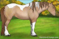 Horse Color:Bay Pearl Sabino Tobiano 