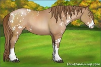 Horse Color:Brown Pearl Sabino Rabicano 