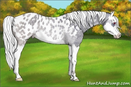 Horse Color:Painted Plaid  Chocolate Silver Amber Cream Champagne Chinchilla Ice Roan Dun Splash Appaloosa Rabicano 