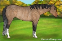 Horse Color:Brown Dun Rabicano