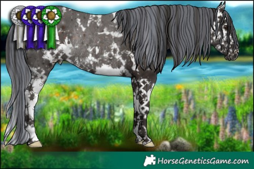 Horse Color:Painted White Spotted Liver Chestnut Splash Rabicano