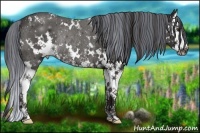 Horse Color:Painted White Spotted Liver Chestnut Splash Rabicano 