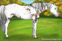Horse Color:Liver Red Onyx Sabino 