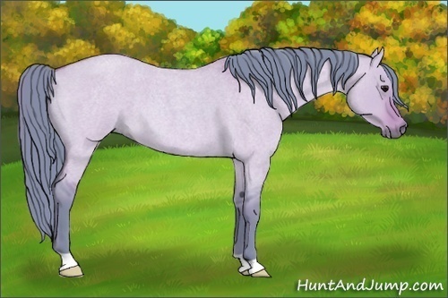 Horse Color:Watercolor Bay Roan Dun