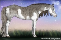 Horse Color:Liver Chestnut Ice Sabino Splash 