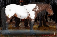 Horse Color:Bay Snowcap 