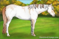 Horse Color:White Spotted Buckskin Pearl Frame 