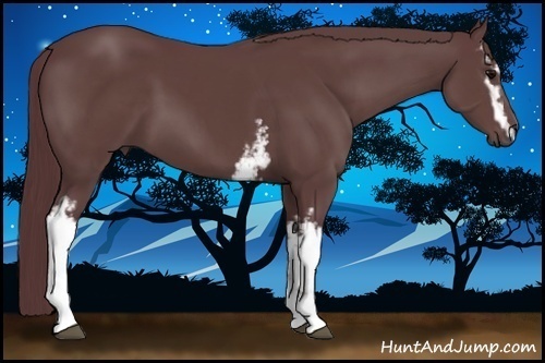 Horse Color:White Spotted Chocolate Black Sabino