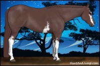 Horse Color:White Spotted Chocolate Black Sabino
