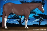 Horse Color:White Spotted Chocolate Black Sabino 