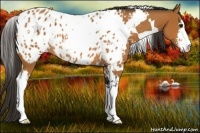 Horse Color:White Spotted Bay Sabino Appaloosa