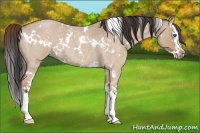 Horse Color:White Spotted Bay Roan Dun Splash 
