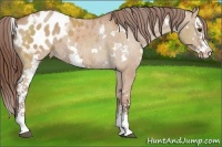 Horse Color:White Spotted Bay Dun Splash Appaloosa 