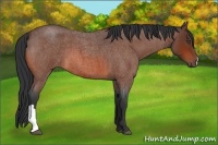 Horse Color:Bay Roan Frame 