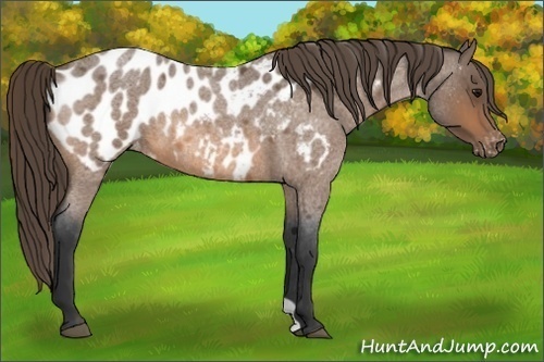 Horse Color:Buckskin Roan Appaloosa 