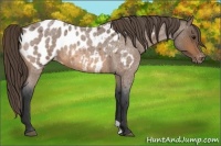 Horse Color:Buckskin Roan Blanket