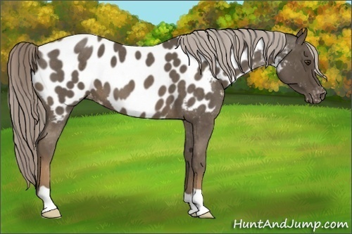 Horse Color:Chocolate Palomino Roan Appaloosa
