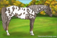 Horse Color:Chocolate Palomino Roan Appaloosa 