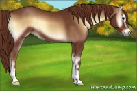 Horse Color:Red Onyx Sabino