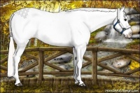 Horse Color:Silver Brown Roan Dun Tobiano Blanket Rabicano 