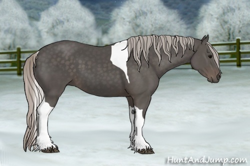 Horse Color:Silver Black Tobiano