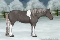 Horse Color:Silver Black Tobiano
