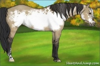 Horse Color:Brown Dun Frame
