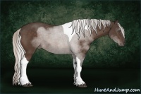 Horse Color:Silver Bay Tobiano