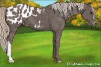 Horse Color:Silver Black Blanket 