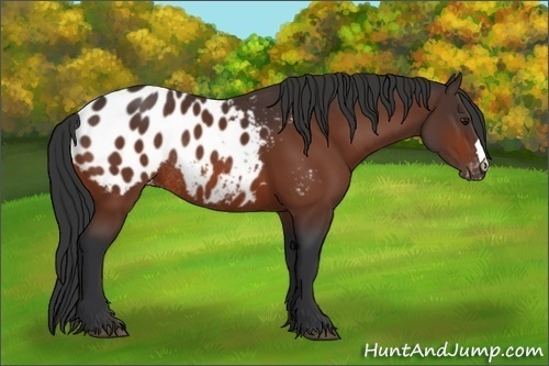 Horse Color:Bay Appaloosa Rabicano