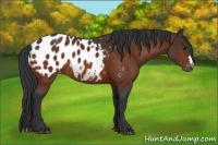 Horse Color:Bay Appaloosa Rabicano 