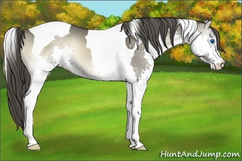 Horse Color:Smoky Blue Onyx Sabino Splash Tobiano Rabicano 