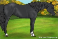 Horse Color:Black Sabino