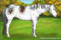 Horse Color:White Spotted Brown Sabino