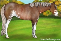 Horse Color:Silver Brown Sabino Rabicano 
