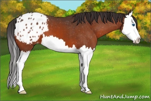 Horse Color:Brown Sabino Splash Appaloosa