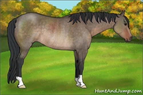 Horse Color:Brown Dun Rabicano 