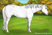 Horse Color:Silver Black Sabino Rabicano 