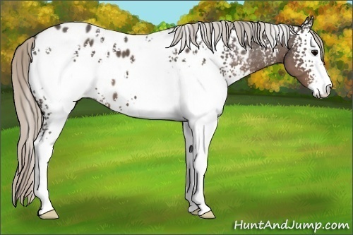 Horse Color:White Spotted Silver Black Sabino Appaloosa
