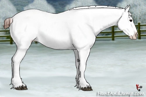 Horse Color:Brown Appaloosa 