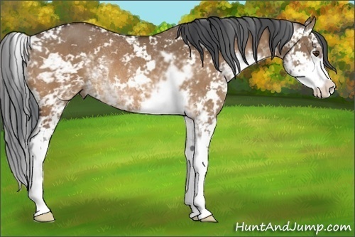 Horse Color:Bay Dun Sabino Rabicano