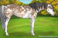 Horse Color:Bay Dun Sabino Rabicano 